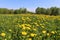 Field of dandelion four