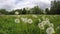 Field of dandelion seed heads, time lapse 4K