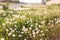 Field dandelion summer day close-up