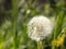 Field dandelion under the bright sun