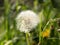 Field dandelion under the bright sun