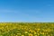 Field of dandelions