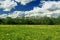 Field of dandelions