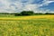 Field of dandelions