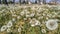 A field of dandelions