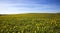 Field with dandelions