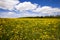 Field with dandelions