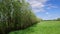 Field of dandelions