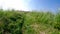 Field of dandelions