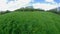 Field of dandelions