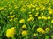 Field of dandelions