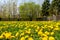 Field of dandelions