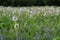 A field of dandelions against a forest belt.