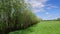 Field of dandelions,blue sky