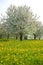 field with dandelions and cherry tree blossom, spring season in