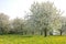 field with dandelions and cherry tree blossom, spring season in