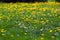 Field of dandelions and daises