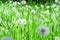 A field of dandelions. Green grass and bright sun. Summer.