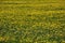 Field of Dandelions growing in Spring