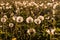 Field of dandelions in the rays of the setting sun