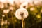 Field of dandelions in the rays of the setting sun