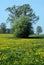 Field of dandelions and trees