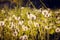 A field of dandelions. White dandelions. White flowers