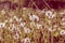 A field of dandelions. White dandelions. White flowers