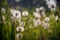 A field of dandelions. White dandelions. White flowers