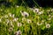 A field of dandelions. White dandelions. White flowers