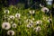 A field of dandelions. White dandelions. White flowers