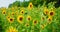 Field of decorative sunflowers. Insects bumblebee wasp polinate flowers. Bee foraging on a sunflower during summer