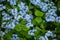 Field of delicate forget-me-nots. Floral blue background