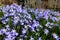 Field of delicate Scilla section Chionodoxa ( glory-of-the-snow ) bulbous perennial flowering plants