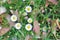 Field of delicate white flowers Mexican Fleabane Plant