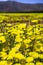 Field of Desert Dandelions Malacothrix glabrata blooming in Anza Borrego Desert State Park during a spring super bloom, San