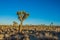 Field of Desert Joshua Trees