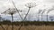 The field with the died and dried-up flowers against the background of large oil refinery