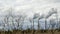 The field with the died and dried-up flowers against the background of large oil refinery. Dramatic sky background