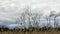 The field with the died and dried-up flowers against the background of large oil refinery. Dramatic sky background