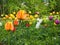 Field of different color young tulips. Buds of tulips with fresh green leaves on the sunny day