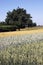 Field different types of hybrids ripe wheat