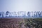 Field with different types of seedlings against the backdrop of autumn fogs. Harvested on the field. Winter buckwheat