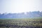 Field with different types of seedlings against the backdrop of autumn fogs. Harvested on the field. Winter buckwheat