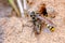 Field Digger Wasp, Mellinus arvensis with a fly paralysed as food for her larvae