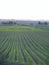 A field of dormant grape vines in Carneros