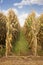 A Field of Dried Corn Ready to be Harvested