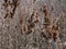 A field of dried Spirea Douglas plants with brown wilted stems