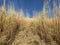 Field of dried tall grass or Carex plant next to Wetzwil settlement - Canton of ZÃ¼rich Zurich or Zuerich, Switzerland Schweiz