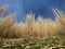 Field of dried tall grass or Carex plant next to Wetzwil settlement - Canton of ZÃ¼rich Zurich or Zuerich, Switzerland Schweiz